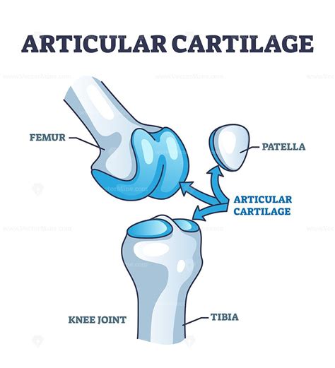 Articular cartilage structure and location in knee joint outline diagram - VectorMine