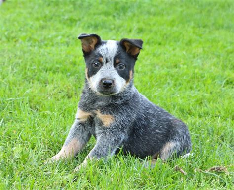 Blue heeler puppies for sale – Artofit