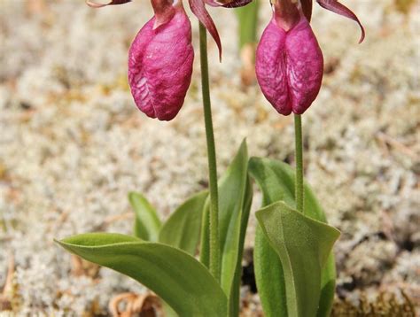 Alles Was Sie Ber Frauenschuh Orchidee Pflege Wissen M Ssen