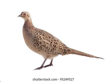 Female Pheasant Stock Photos - 8,647 Images | Shutterstock