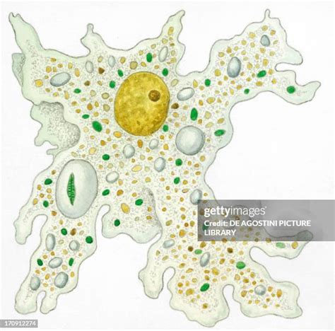 Pseudopods Photos and Premium High Res Pictures - Getty Images