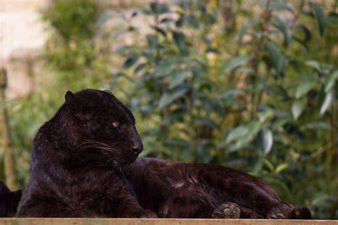 Black Leopard A Picture From A Black Leopard Ive Seen At Flickr