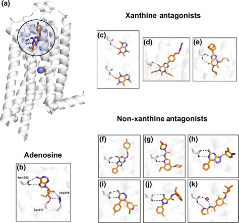 Adenosine Receptor Structure