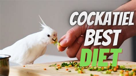 Best Cockatiel Bird Food | Cockatiel Diet – HousePetsCare.com