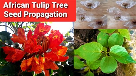 African Tulip Tree Seed Propagation Spathodea Campanulata Youtube