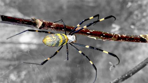 Large Invasive Joro Spiders Expected To Spread To Florida Researchers