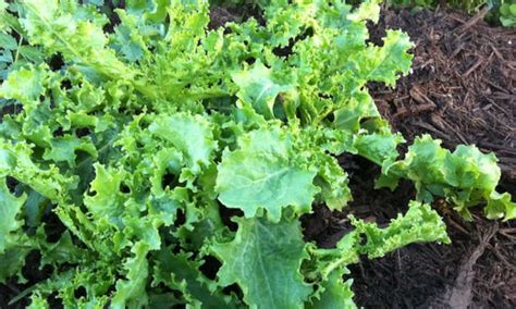 Endive Plant: Cool-Weather Greens - Epic Gardening