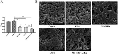 Comparison Of The Biofilm Formation Ability Of Esbls E Coli A The