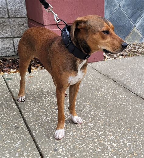 The city is monitoring the ocala police department active calls 5