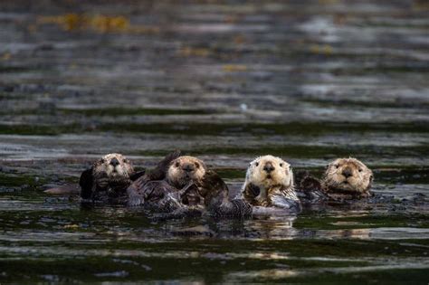 EYOS On Instagram It S Sea Otter Awareness Week More Than Just An