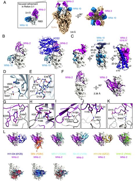 Cryo Em Structure Of Wnb 2 Wnb 10 Spike Complex And Crystal Structure