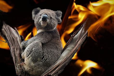 Radio Adelaide » Koala Survival in the Aftermath of Bushfires