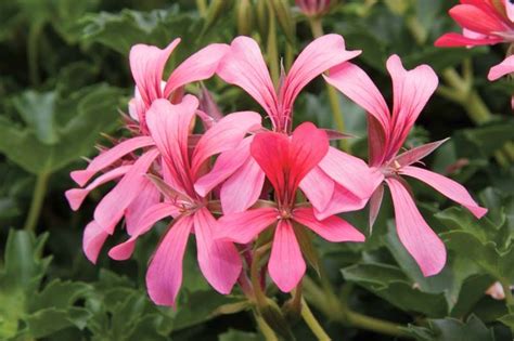 Pelargonium Peltatum Cascade Sofie Ivy Geranium Is A Compact