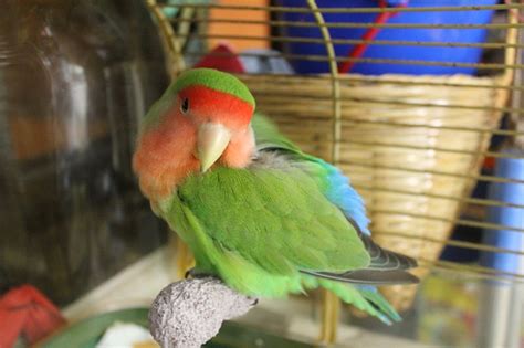 Peach-Faced Lovebirds Facts, Pet Care, Temperament, Price, Pictures ...