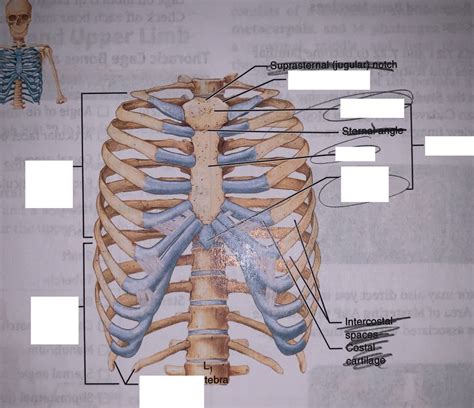 Thoracic Cage Diagram Diagram Quizlet