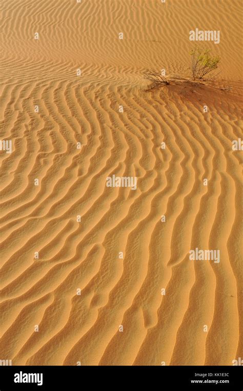 Wind-formed patterns in this collection of sand in the Arabian Desert ...