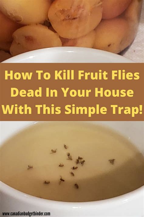 How To Kill Fruit Flies Fast With This Simple Fruit Fly Trap Artofit