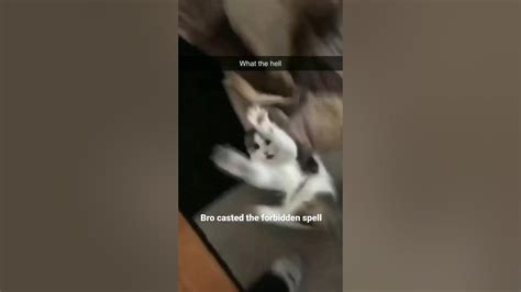 Begone Demon🪄😆 Catsoftiktok Catsofinstagram Funnycats Credit Regularpuss Youtube