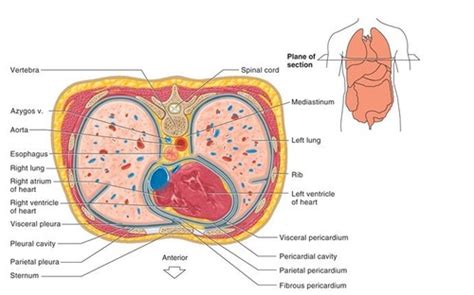 Patho Chapter 31 Structure And Function Of The Cardiovascular And