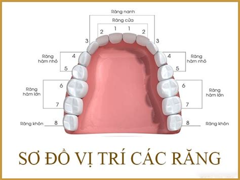 Nhổ răng số 7 bằng cách nào an toàn