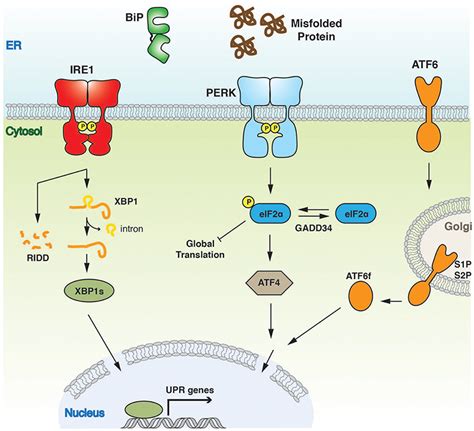 Frontiers Structure And Molecular Mechanism Of ER Stress Signaling By