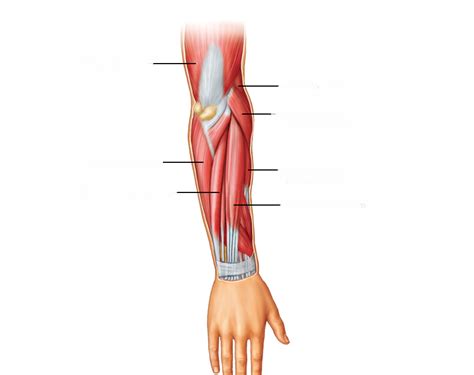 Muscles That Move The Hand Diagram Quizlet