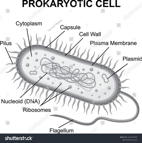 Prokaryotic Cells Diagram Labeled