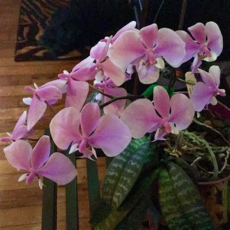 Phal schilleriana ‘Fragrant Butterfly’xPhal. schilleriana Pink ...