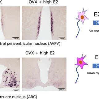 AVPV Kisspeptin Neurons Acting As Surge Generators And Their Postnatal