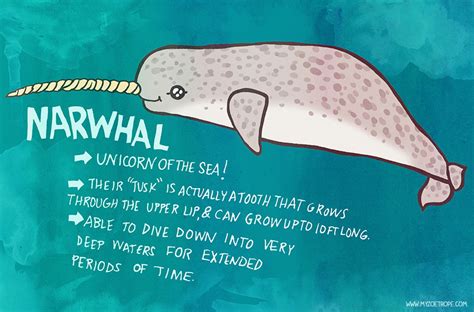 My Zoetrope: 177: Narwhal