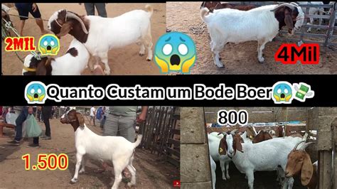 Quanto Custa Um Bode - QUANTO CUSTAR UMA CABRA BOER OU BODE BOER NAS FEIRAS DE BODE E OVELHA ...