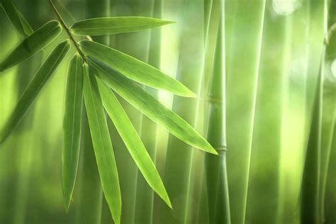 How To Revive A Bamboo Plant