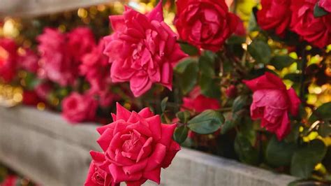 Astuces Pour Planter Et Cultiver Des Roses