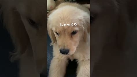 しゃっくりが止まらないゴールデンレトリバーの子犬！ Goldenretriever Puppy ゴールデンレトリバー 子犬