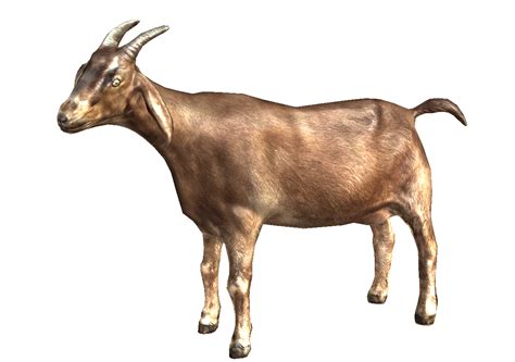 Goat Png