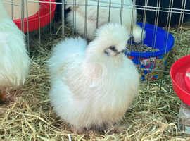 6 Miniature Silkie Hatching Eggs In Crumpsall On Freeads Classifieds