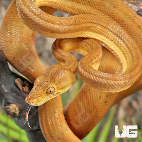 Female Bicolor Amazon Tree Boas For Sale Underground Reptiles