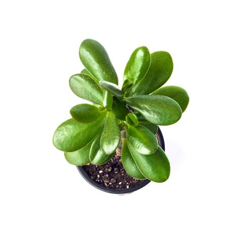 Planta De Jade Crassula Ovata En Una Maceta Aislada En La Superficie