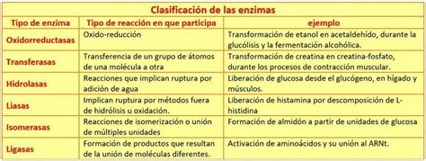 Las enzimas características estructura y clasificación