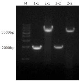 Pfu Pcr Mix Premix Dna Nucleic Acid Amplification High Fidelity High