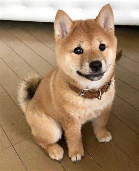 Baby doge : r/aww