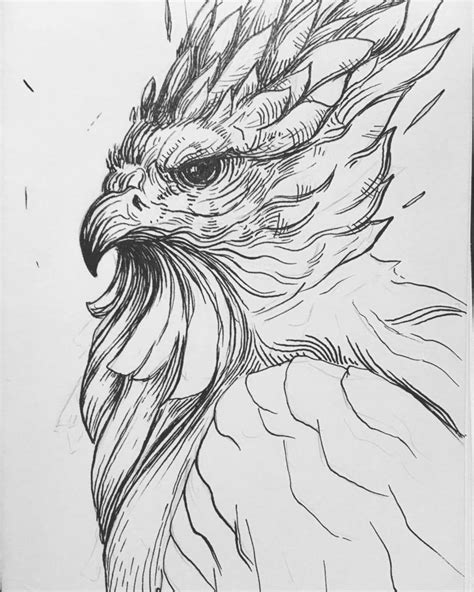 Harpy Eagle Drawing