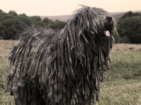 Characteristics — Artos Bergamasco Sheepdogs