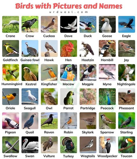 Birds pictures with names – Artofit