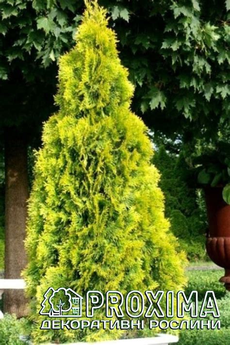 Туя західна Санні Смарагд, Thuja occidentalis Sunny Smaragd, ціна ...
