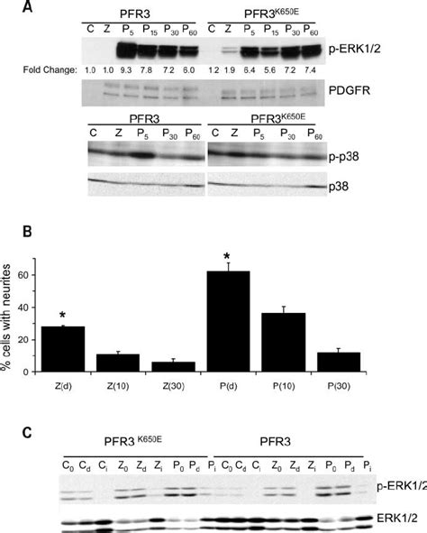 Erk12 Activation Is Critical For Ligand Independent Neurite Outgrowth