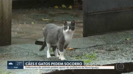 Protetoras Denunciam Aumento Do Abandono De C Es E Gatos Em Nova Igua U