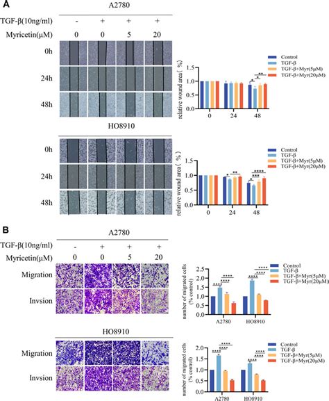 Frontiers Myricetin suppresses TGF β induced epithelial to