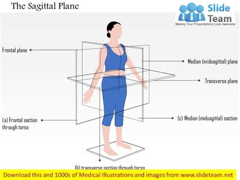 The Sagittal Plane Medical Images For Power Point