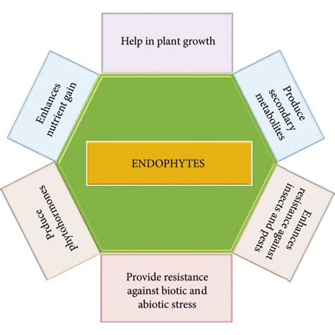 Different Activities Of Endophytes In Plant Growth And Development Download Scientific Diagram